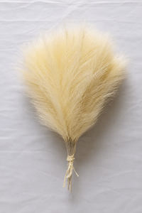 The Pampas Grass Bundle
